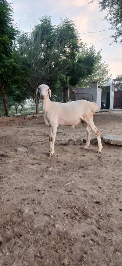turkey dhumba male bacha