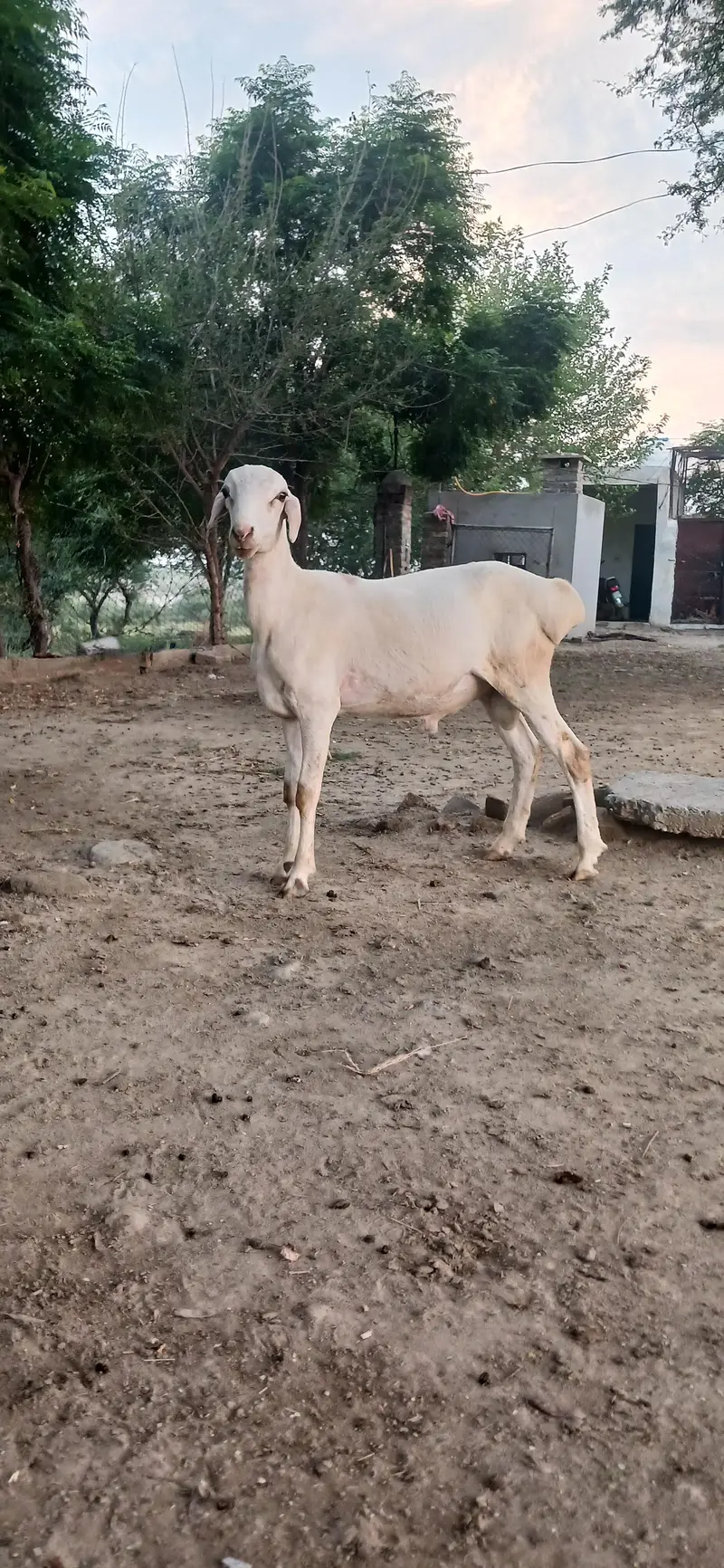 turkey dhumba male bacha — photo 2