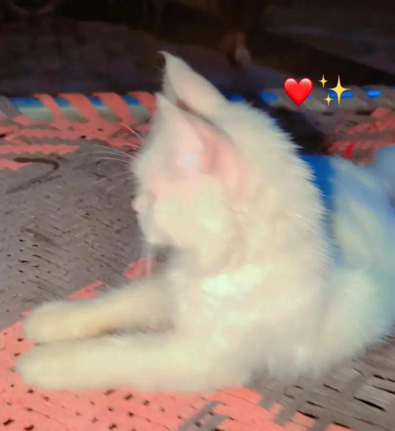 cat for sale — photo 2