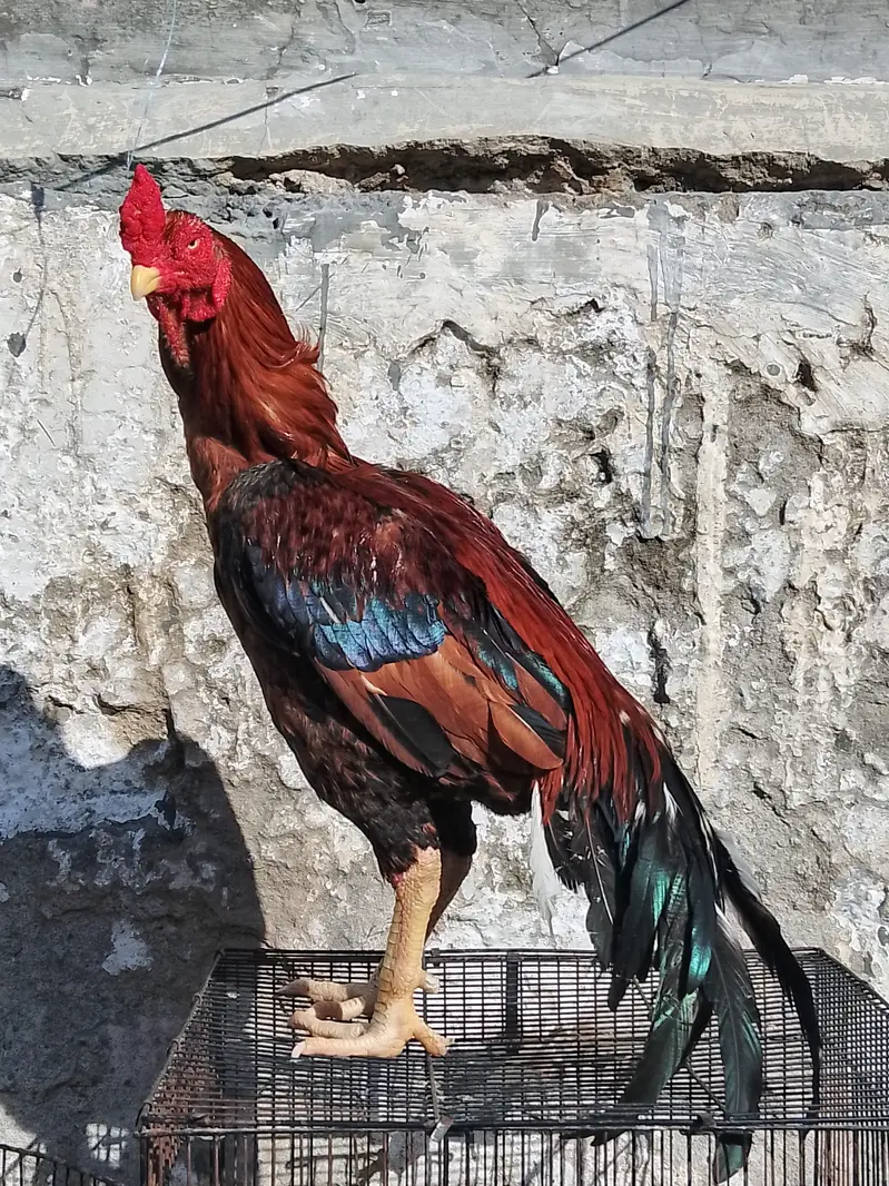 Minwali Aseel Breeder — photo 2