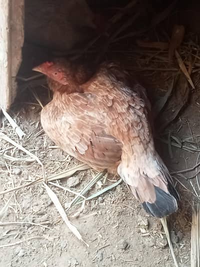Kurk Aseel murgi for sale