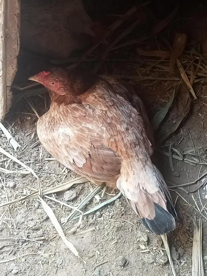 Kurk Aseel murgi for sale — photo 2