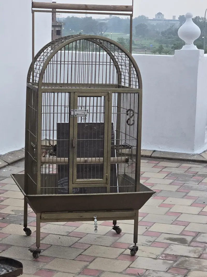 cage iton