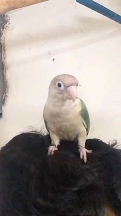 Cinnamon conure