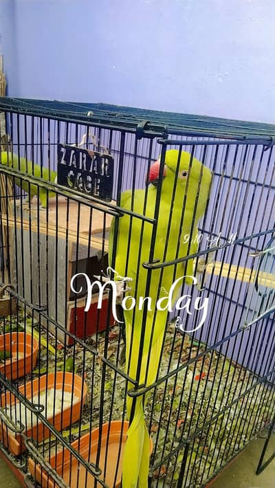 male female parrots for sale
