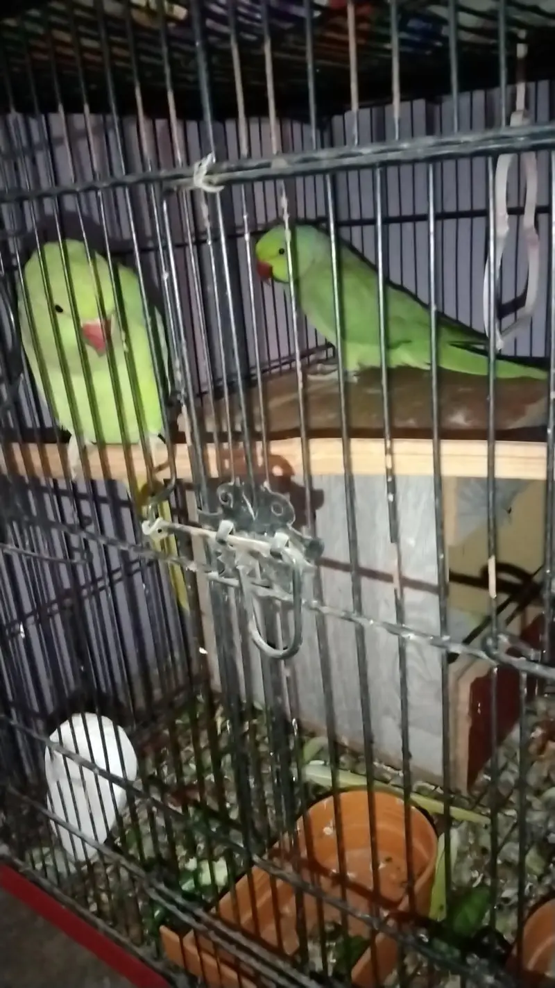 male female parrots for sale — photo 2