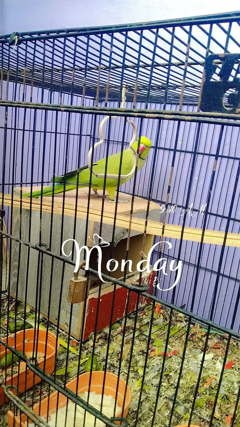 male female parrots for sale — photo 3
