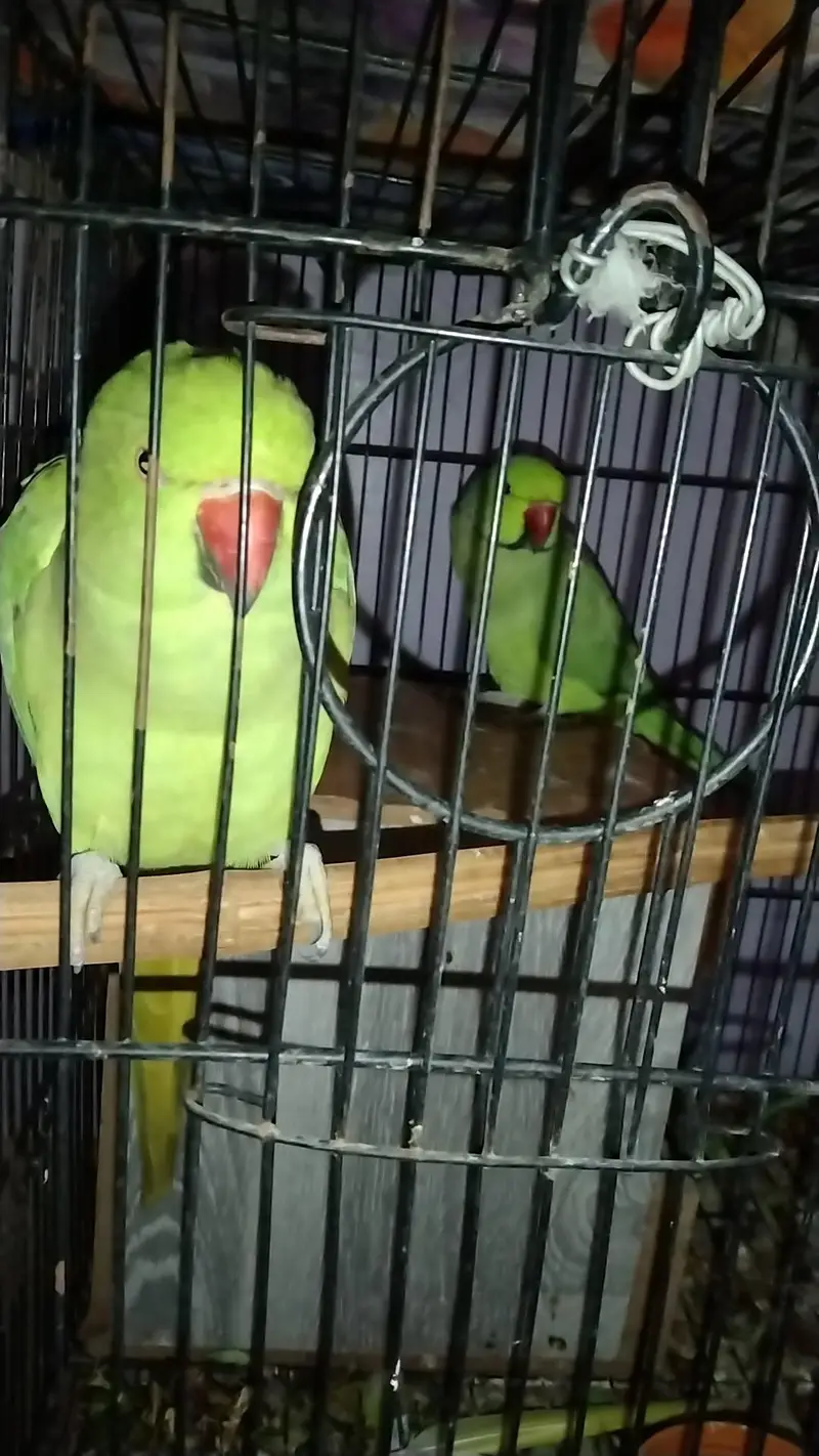 male female parrots for sale — photo 4