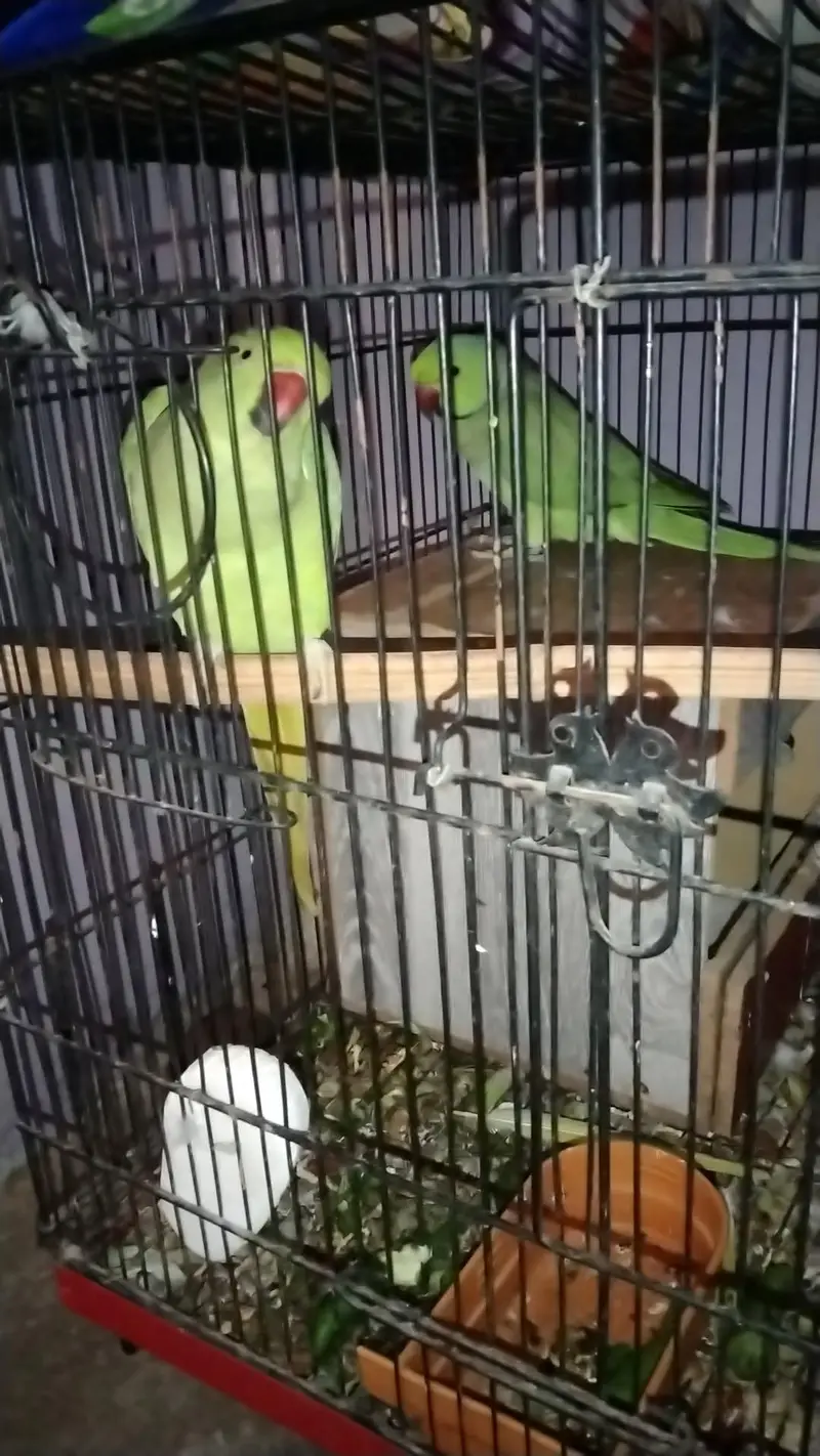 male female parrots for sale — photo 5