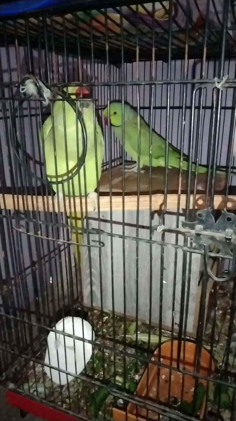 male female parrots for sale — photo 6