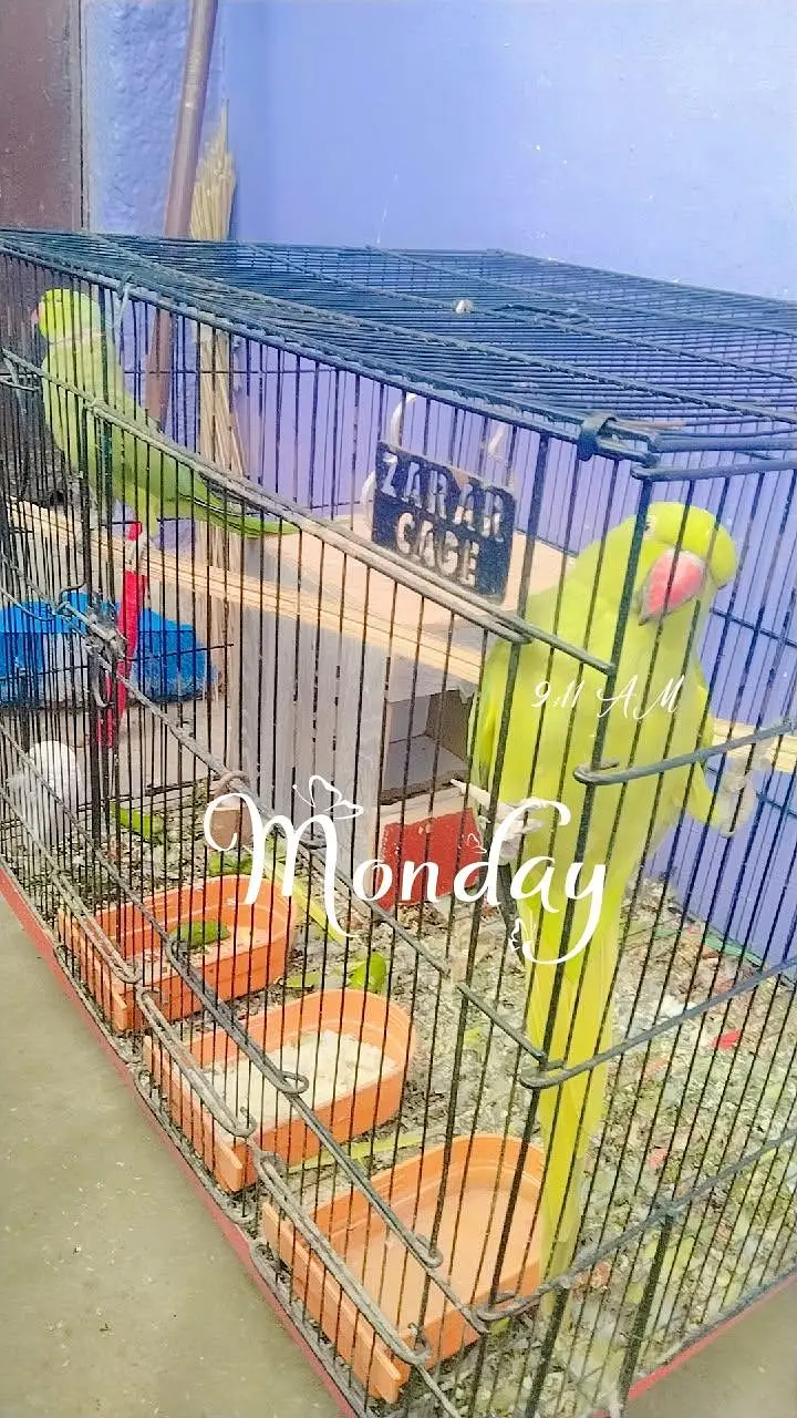 male female parrots for sale — photo 7