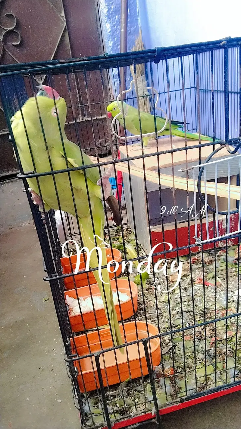 male female parrots for sale — photo 8