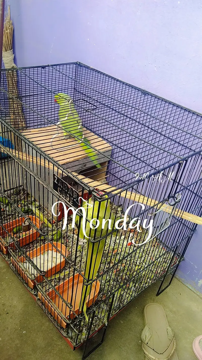 male female parrots for sale — photo 9