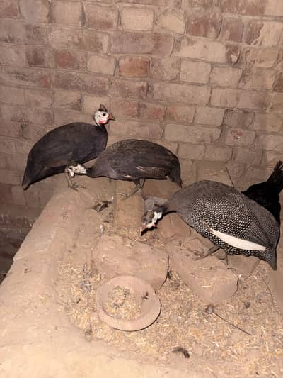 Set of 3 guinea fowl , chakoor