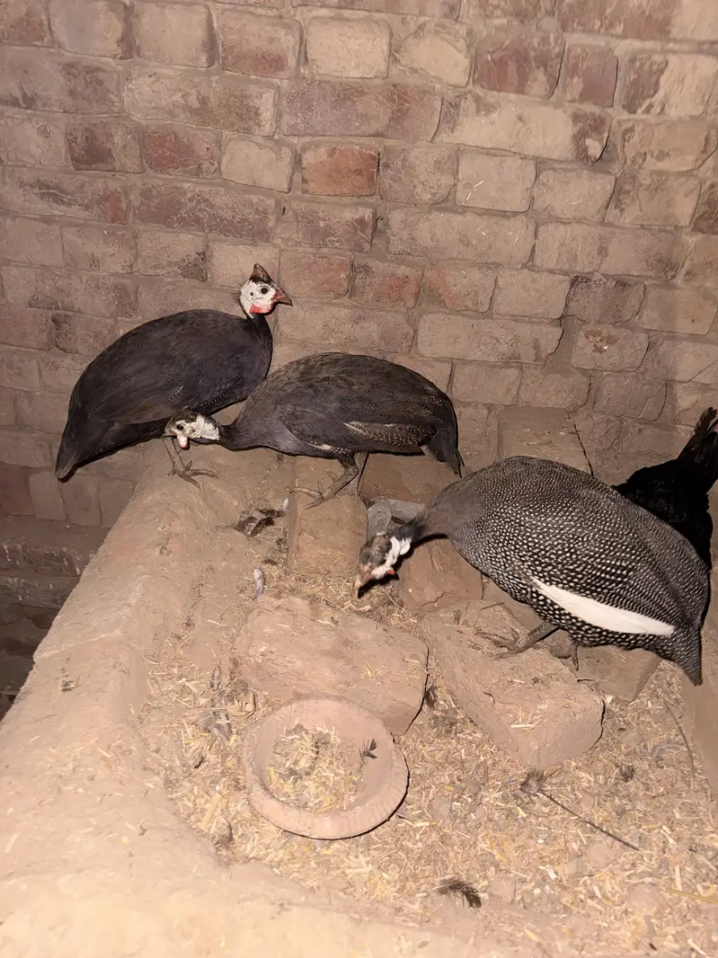 Set of 3 guinea fowl , chakoor