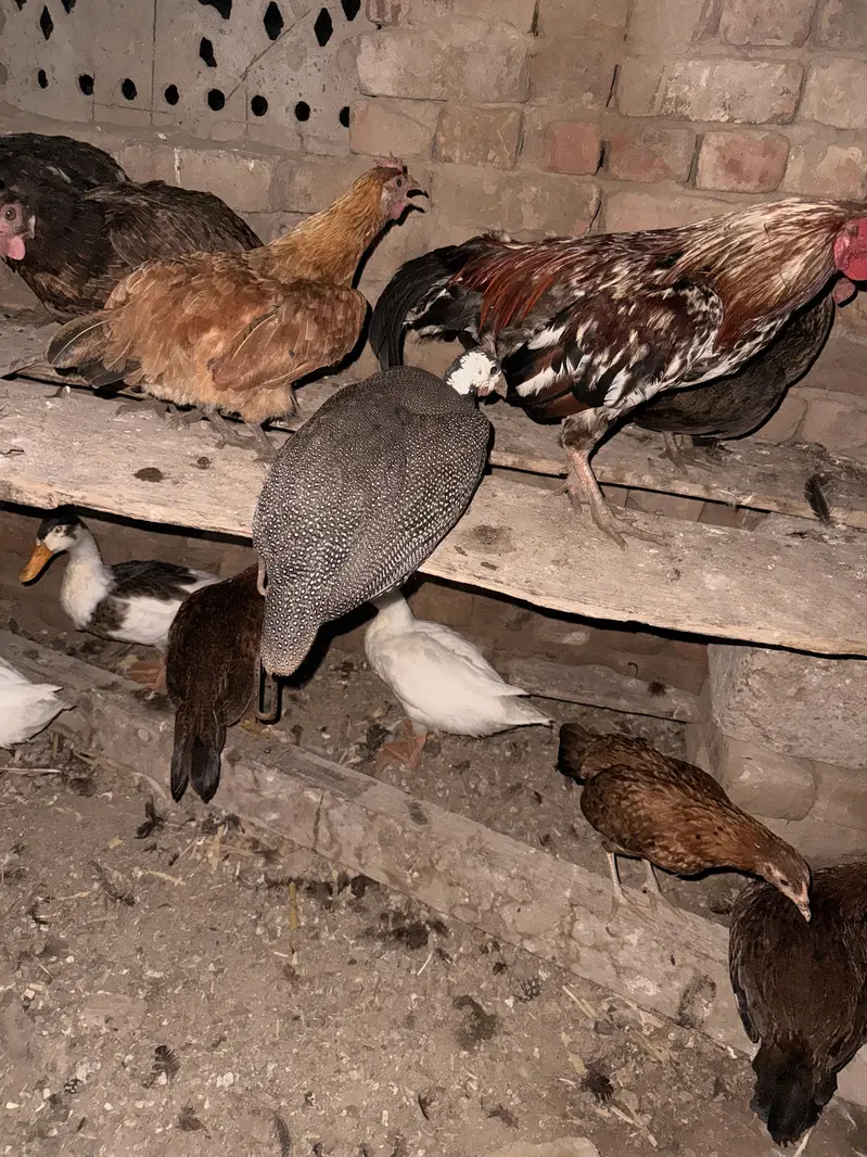 Set of 3 guinea fowl , chakoor — photo 2