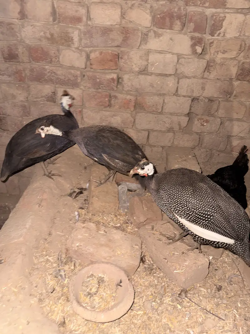 Set of 3 guinea fowl , chakoor — photo 3