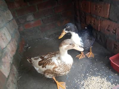 Ducks Eggs laying breeder pair availible