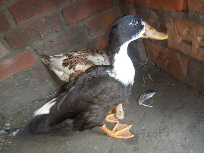 Ducks Eggs laying breeder pair availible — photo 2