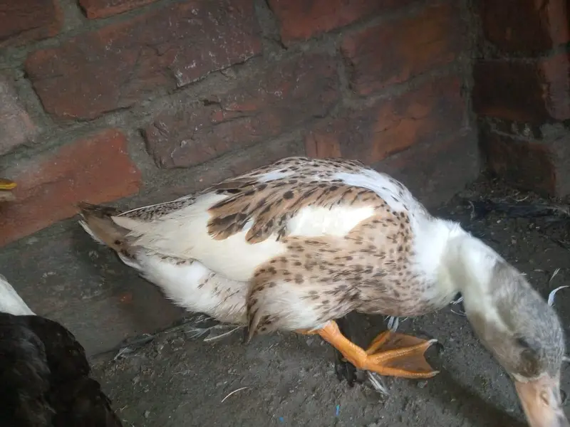 Ducks Eggs laying breeder pair availible — photo 3