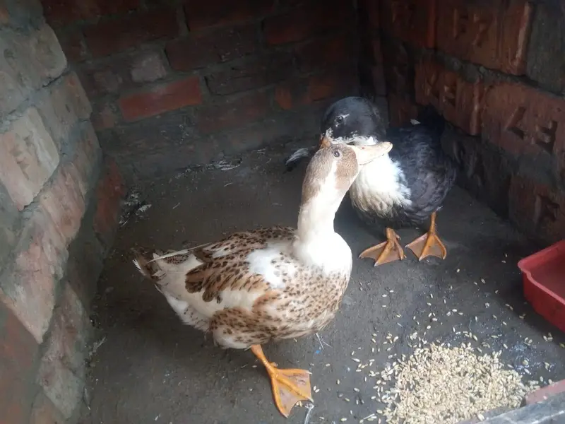 Ducks Eggs laying breeder pair availible — photo 4