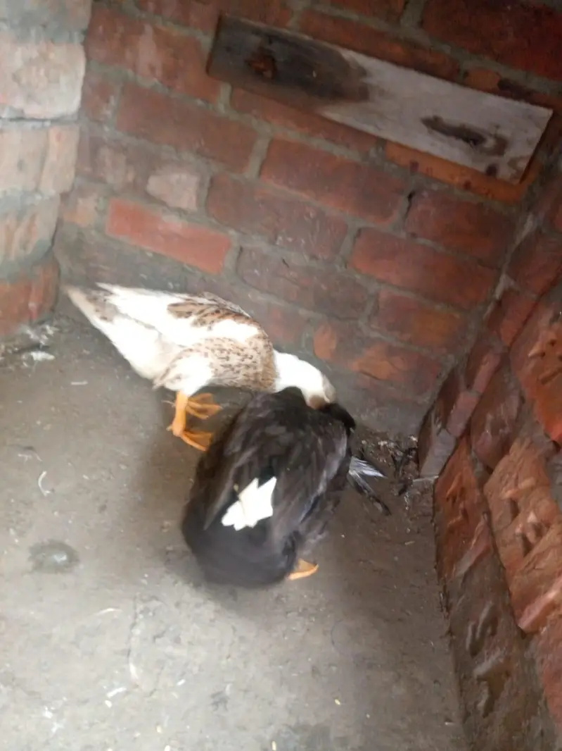 Ducks Eggs laying breeder pair availible — photo 5