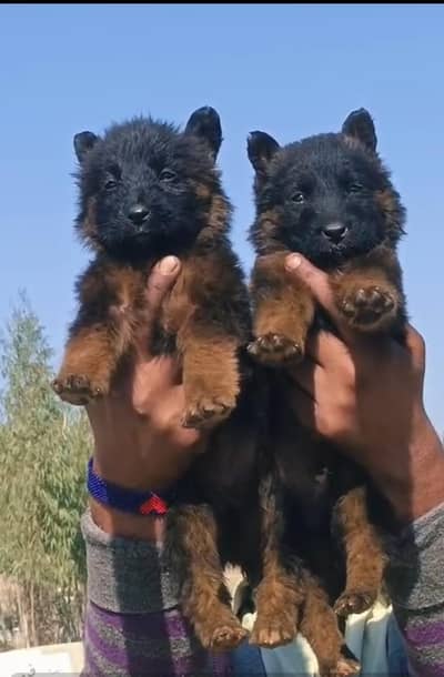 black German Shepherd pair | long coat | German Shepherd puppies