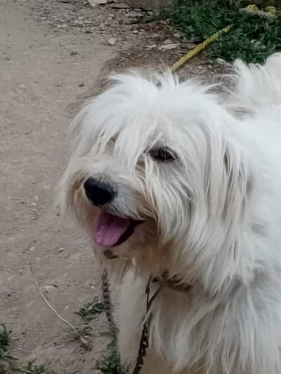 Active, playful beautiful dog