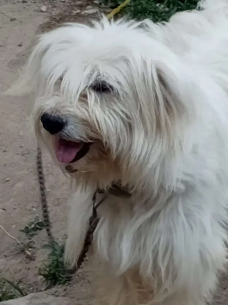 Active, playful beautiful dog — photo 2