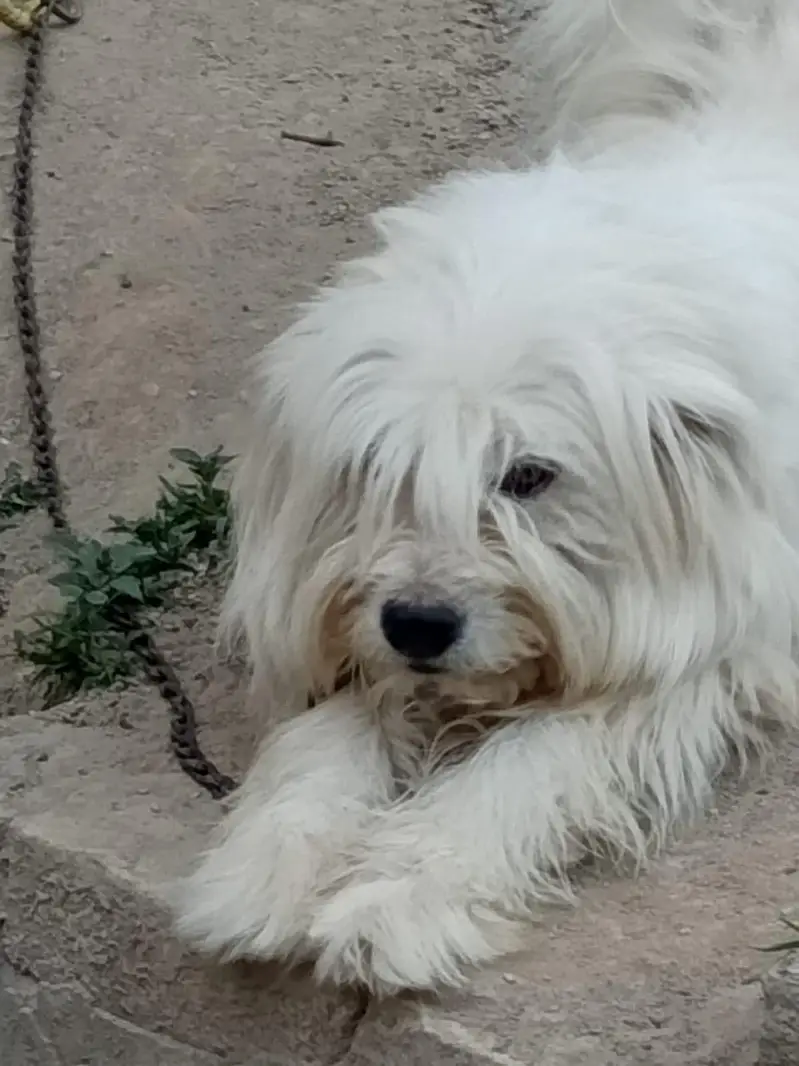 Active, playful beautiful dog — photo 3
