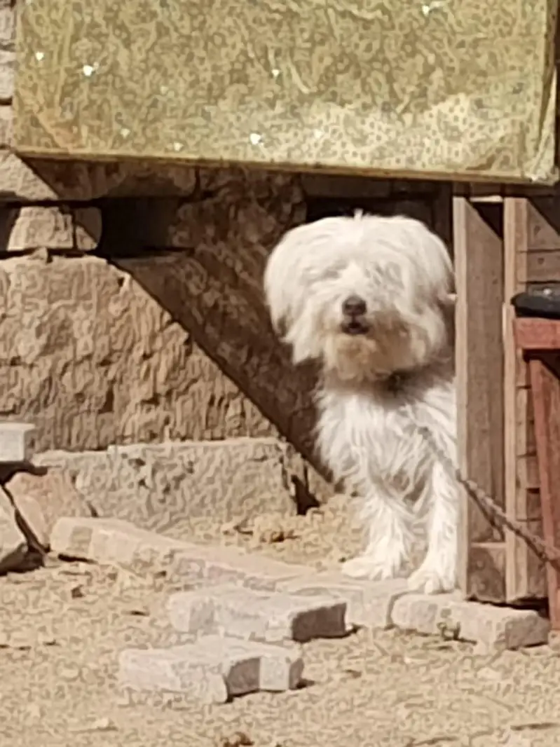 Active, playful beautiful dog — photo 4