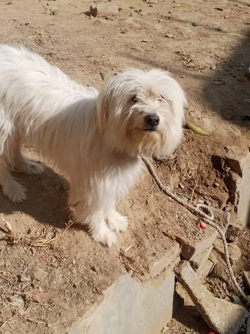 Active, playful beautiful dog — photo 5