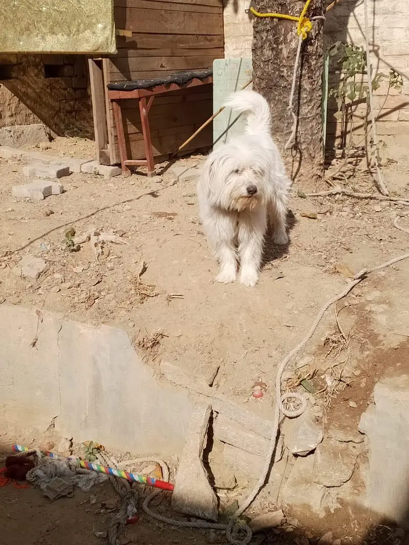 Active, playful beautiful dog — photo 6
