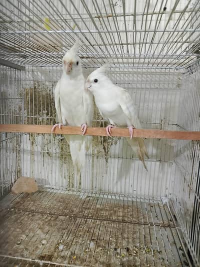 ENO COCKTAIL BREEDER PAIR FOR SALE