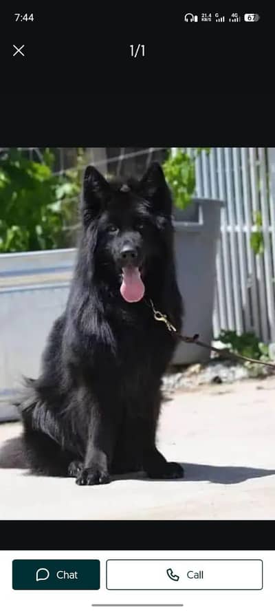 Black German shepherd puppies for sale