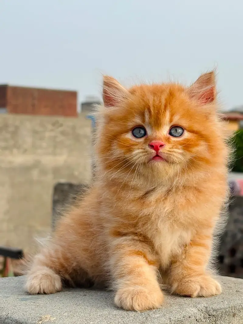 HOUSEHOLD KITTEN — photo 2