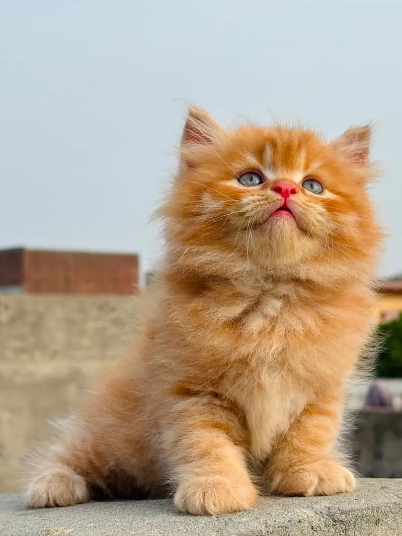 HOUSEHOLD KITTEN — photo 4