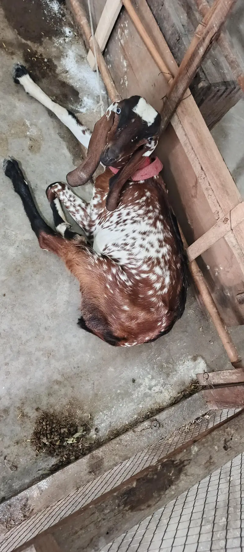 Females Makhi Cheeni. 2 — photo 3