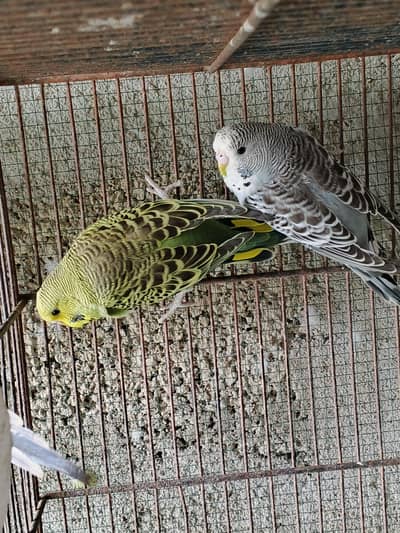 UnderSize Budgies