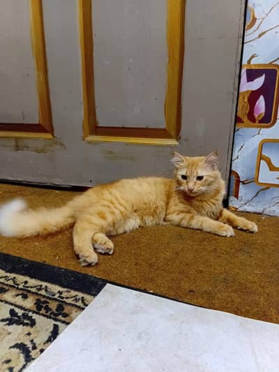 Persian cat