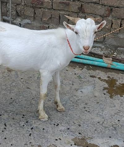 Tedda Barbara Male Bakra