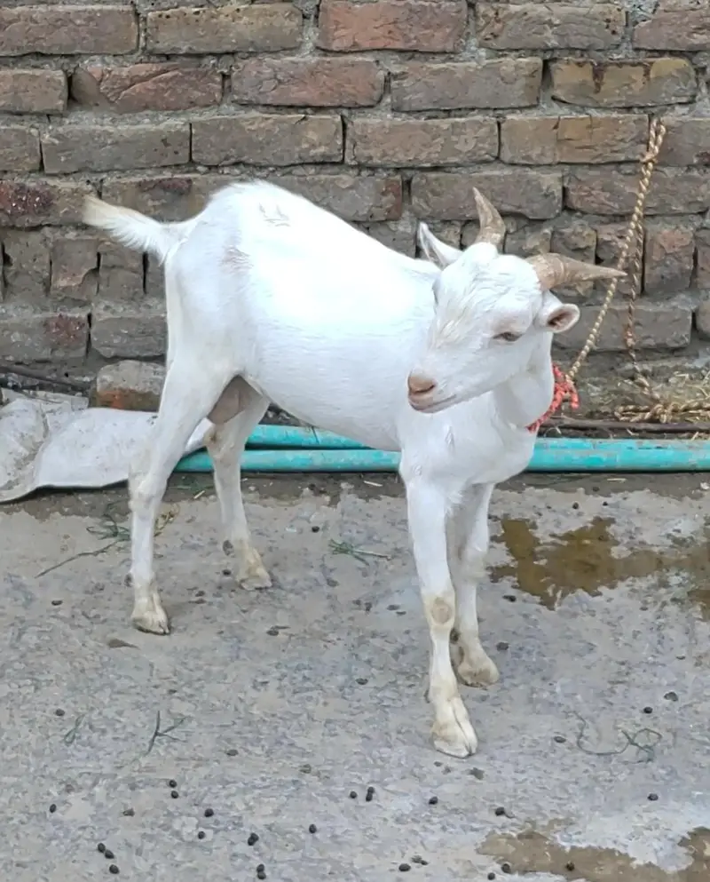 Tedda Barbara Male Bakra — photo 2