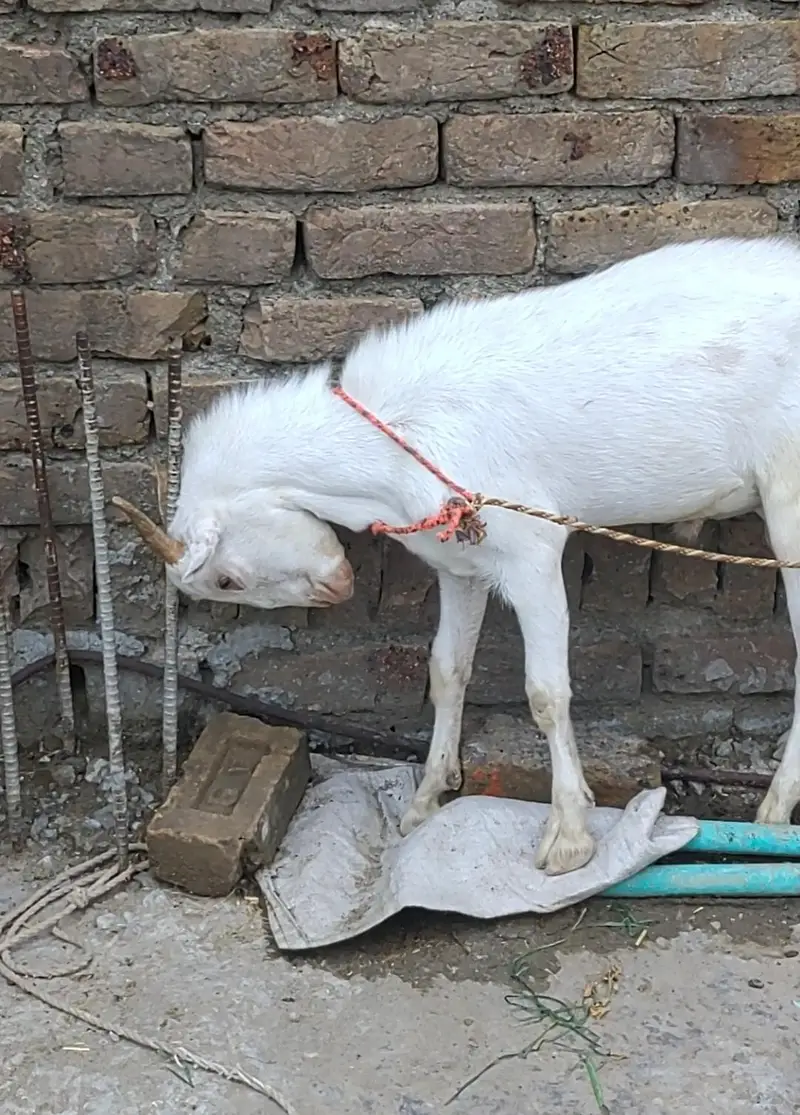 Tedda Barbara Male Bakra — photo 3
