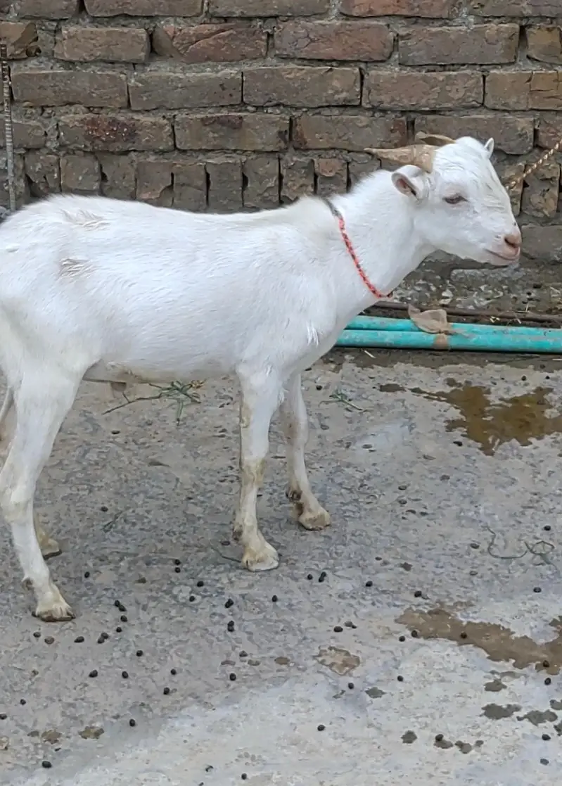 Tedda Barbara Male Bakra — photo 4