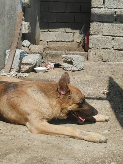 high security dog