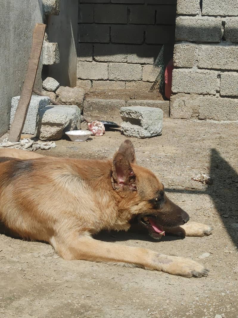 high security dog 0