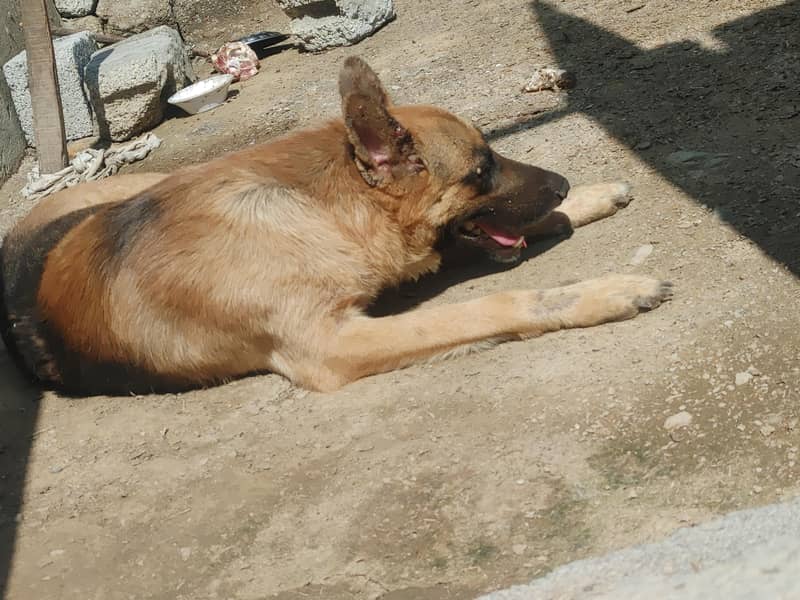 high security dog 1