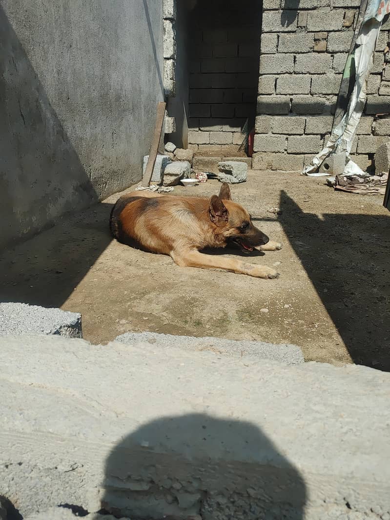high security dog 2