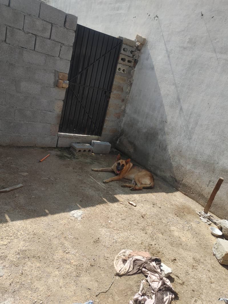 high security dog 3
