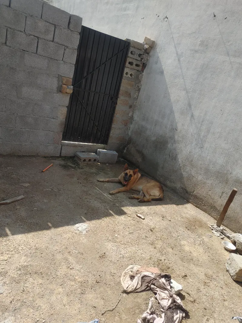 high security dog — photo 4